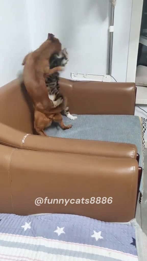 Cover for vs fyp fyp viral foryou foryoupage cat cats catsoftiktok 77855 #trending