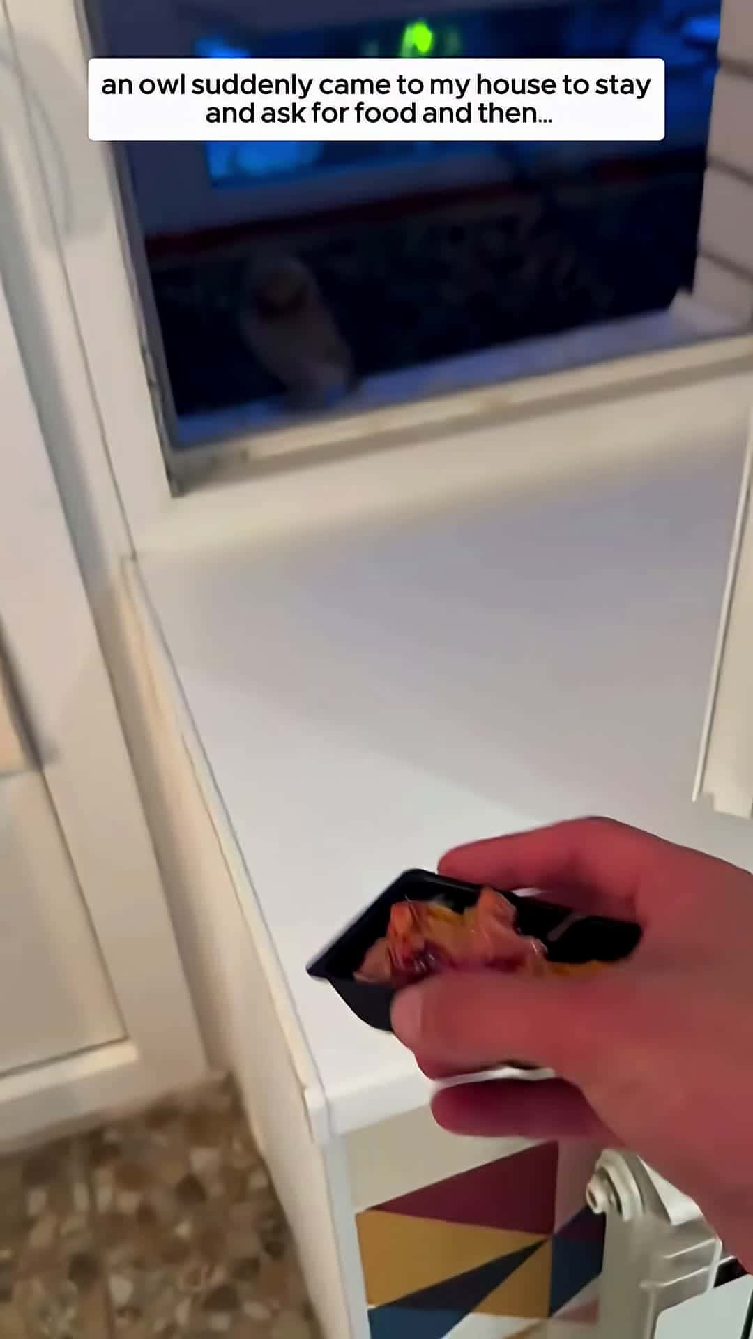 Cover for an owl suddenly came to my house to stay and ask for food and then