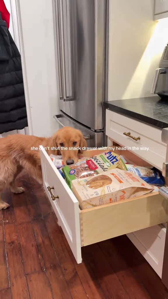 Cover for this is my favorite spot in the house bennythegolden dogsoftiktok funnygolden goldenretrie 36286 #trend
