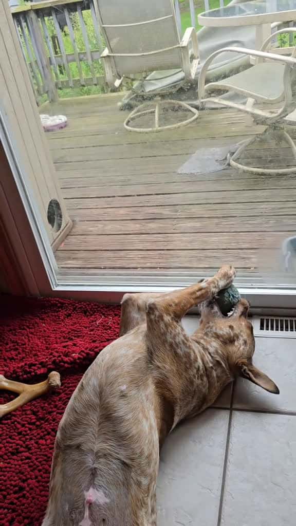 Cover for Just Curry being Curry in all her goofy glory! #GarnoHomestead #fyp #fypシ #redheeler #cattledog #LeCurry #puppy #funnypets #dogs #dogsoftiktok #dogtok #pets #petcontent @Garno Homestead LLC  created by Garno Homestead LLC with ...