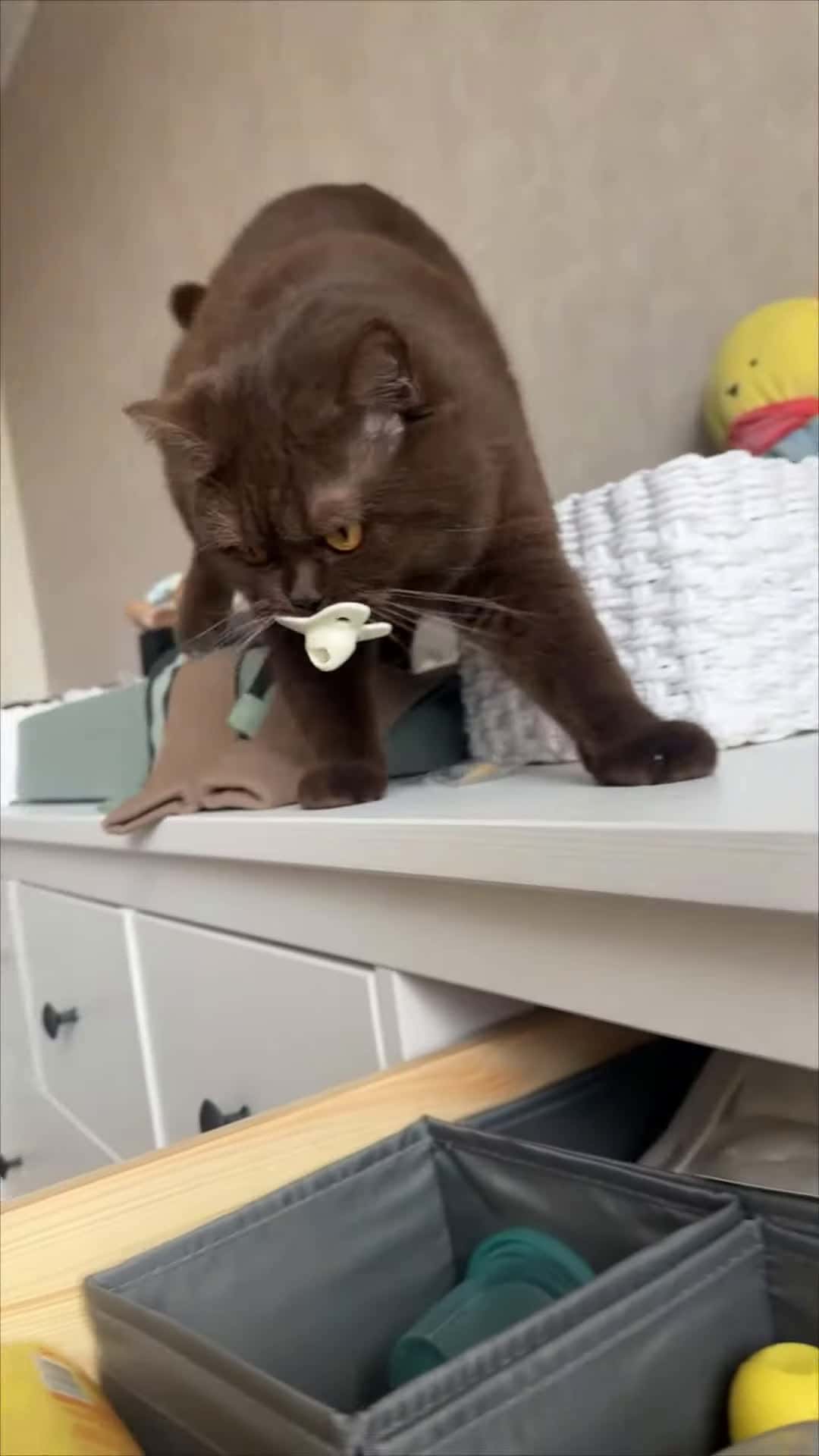 Cover for #CaughtOnCamera Cat Steals Babys Pacifier.