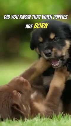 Cover for Puppies are basically born deaf and blind #puppies #puppy #dogs