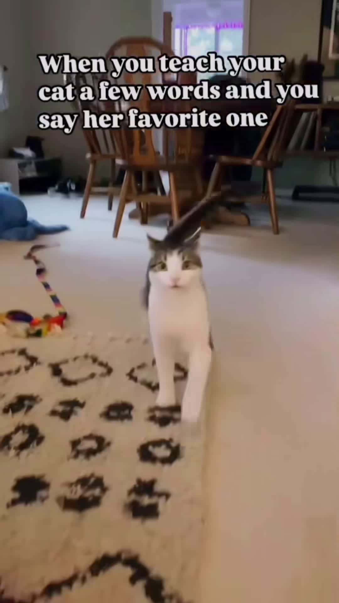 Cover for Cats can understand English well 😂😂#funnycat #pet #fyp #catlover #catsoftiktok #funnyvideos #cute #funny #catlover