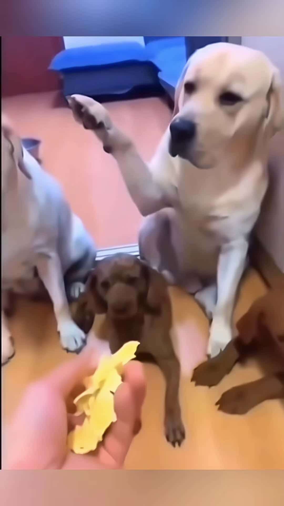 Cover for Look at the end 🤣🤣 #pet #cat #dog #cute #animals #foryou #typ