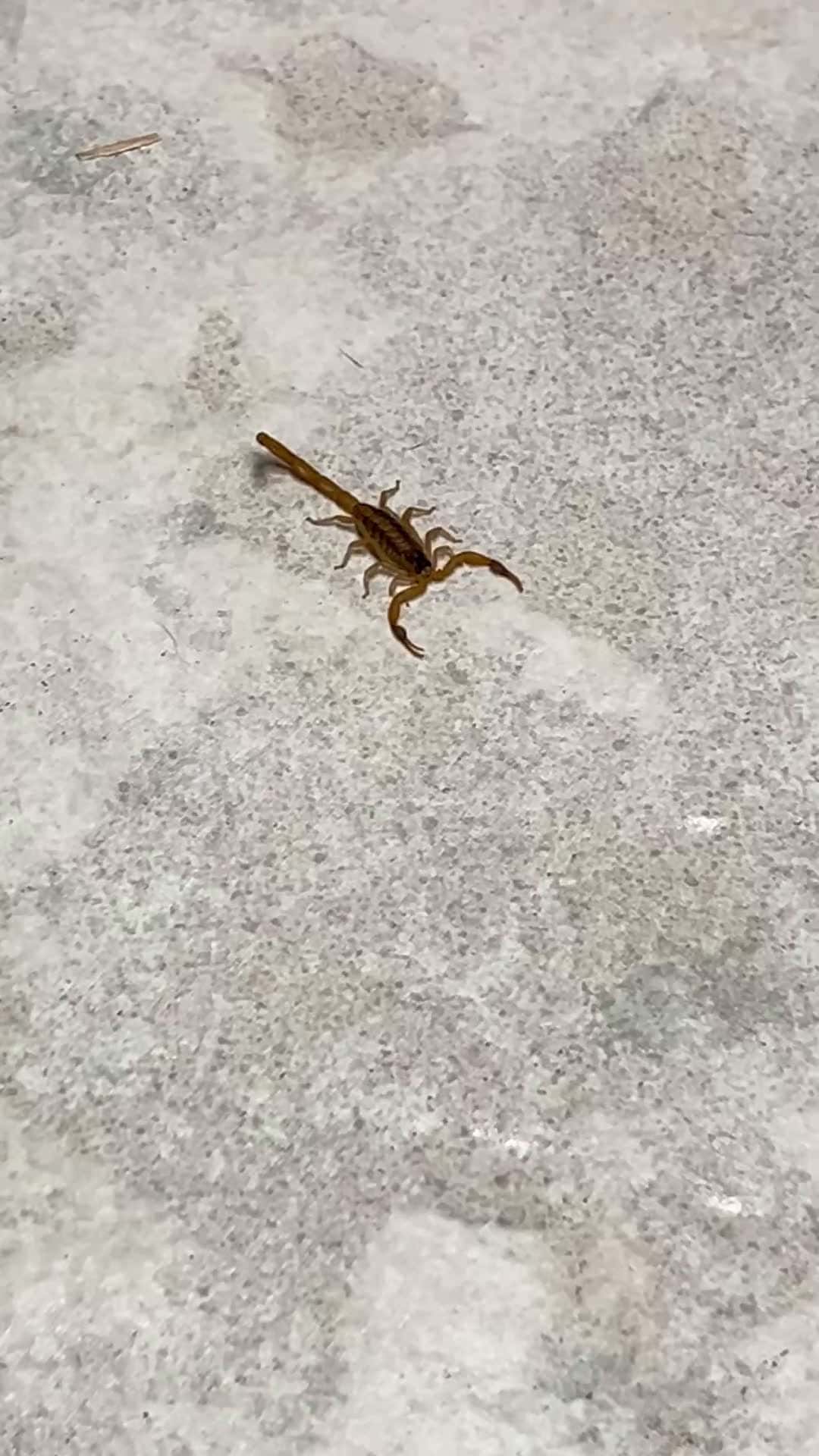 Cover for This scorpion snuck into my kitchen! #scorpion #stripedbarkscorpion #texas