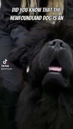 Cover for The Newfound dog is an amazing swimmer! #newfoundland #newfoundlanddog #dogsoffacebook