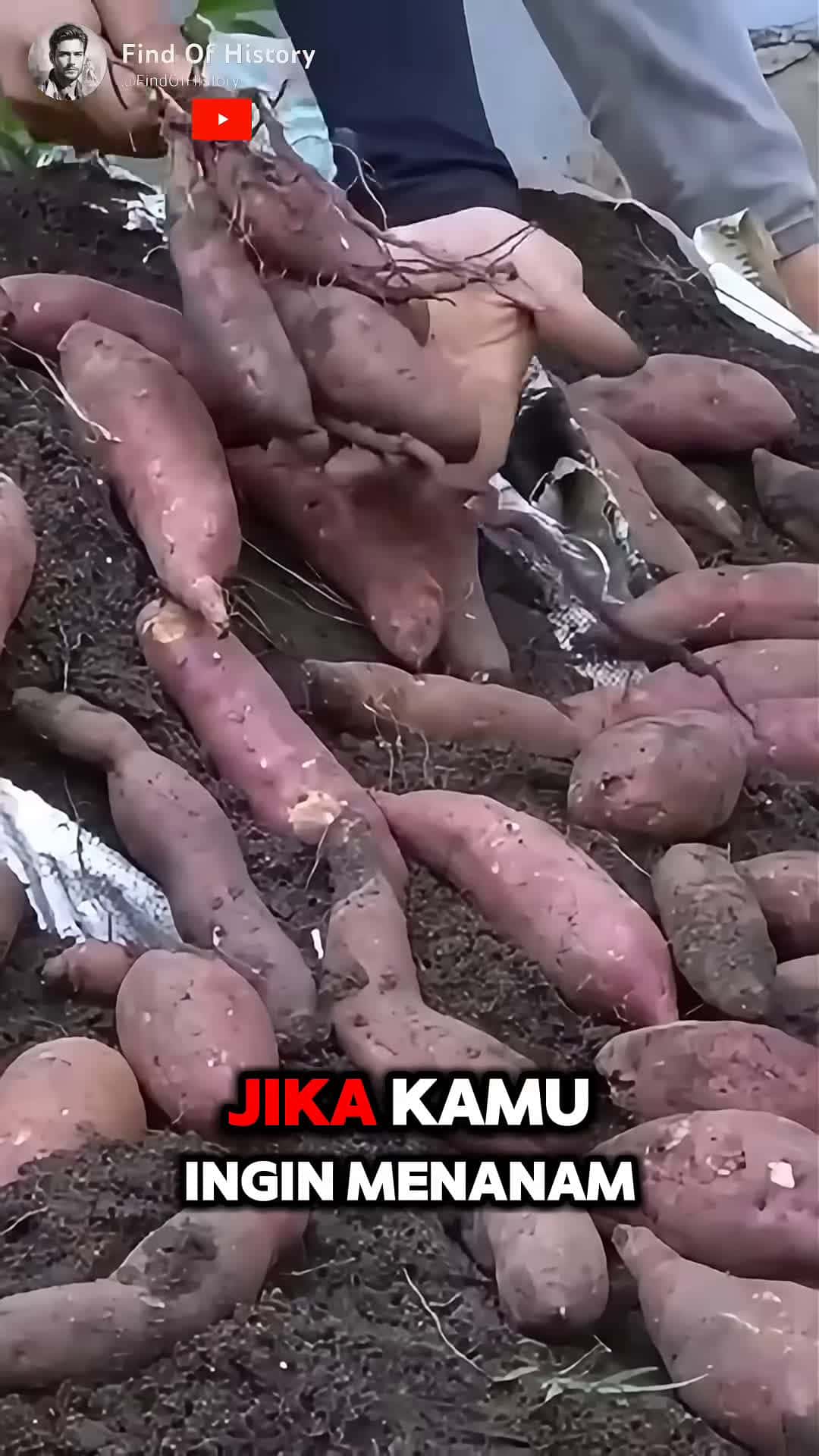Cover for Unbelievable How to Planting Sweet Potato At Home Part 01 shorts short unique