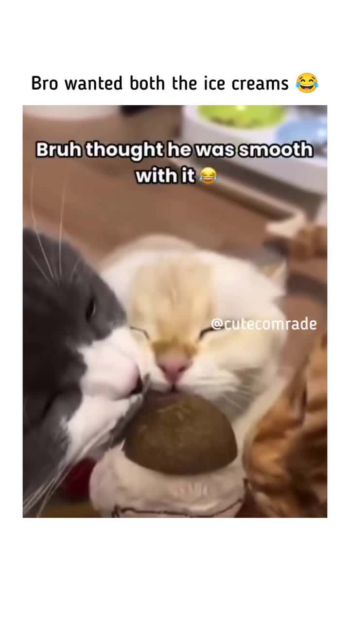 Cover for She said no 🤣#OddlySatisfying #caughtoncamera #catlovers  #trending