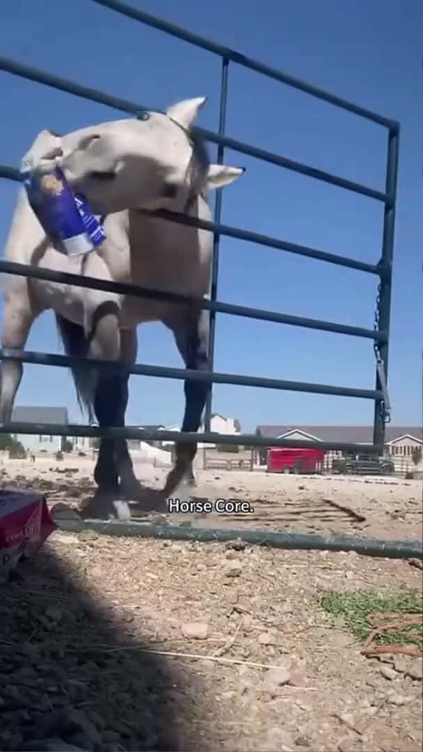 Cover for Horse core🐎#funnycats #funnyanimals #petvideos #cat_79 (2)