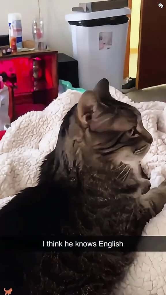 Cover for Cats can speak with their faces happy pet funnyvideos omg Funny fyp usa cats kitt 69675 #trendingscoopz