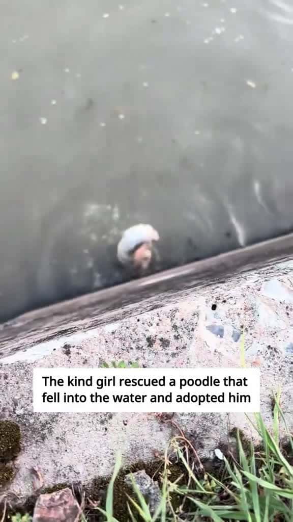 Cover for The kind girl rescued a poodle that fell into the water and adopted him #rescue #animals #dogsoftiktok #poodle #fy #love #pet  created by alice.jun.w with alice.jun.w’s original sound