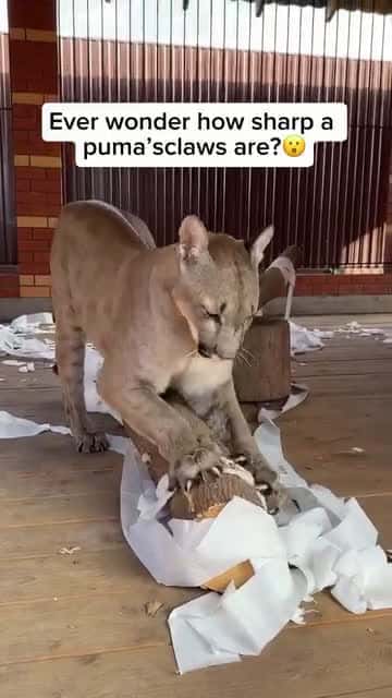 Cover for Pumas have incredibly sharp_ retractable claws that they use for hunting_ climbing_