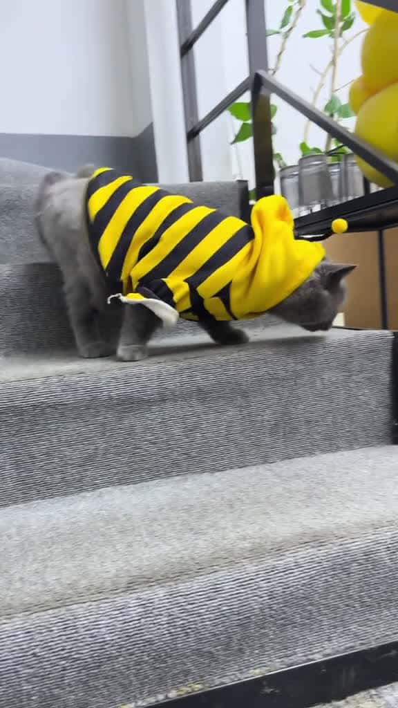Cover for Kitty bee is here catsoftiktok LifeHack kitty 58142 #followMe