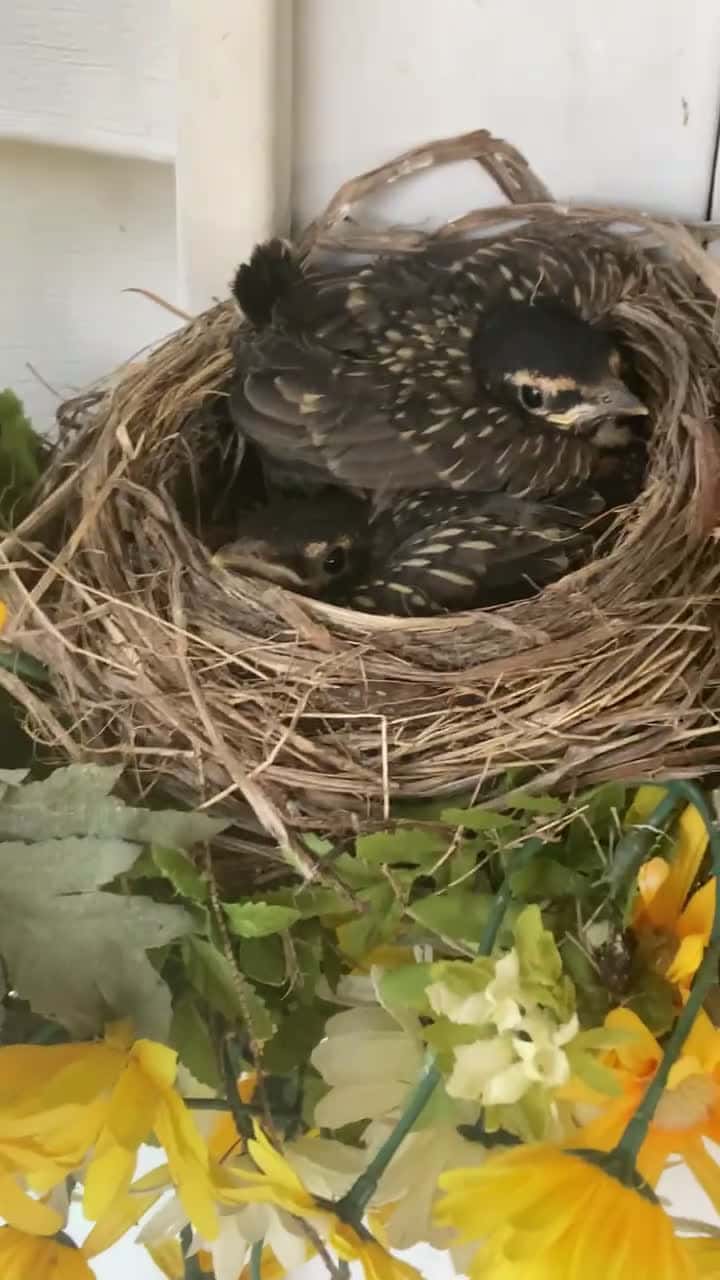 Cover for #birds #baby #babybirds #random  #randomvideo