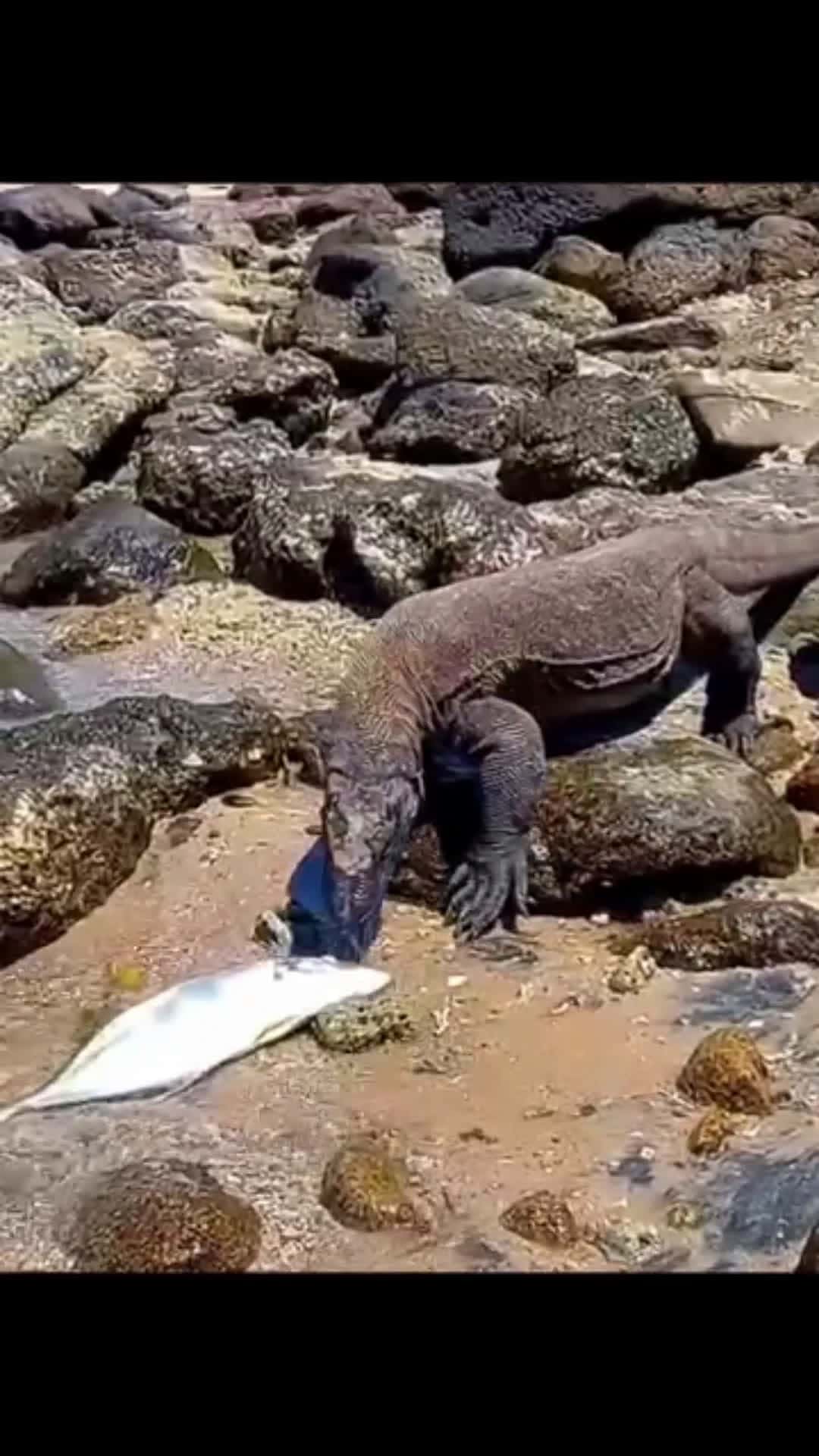 Cover for Komodo dragon swallowing dead fish #hunting #komodo #wildlife #animal #fish