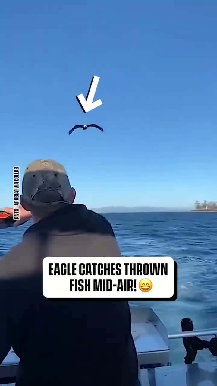 Cover for These animals are awesome!