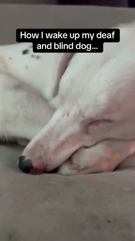 Cover for Doggo can still sense the pure love 🥹😭 #RoadTo18M #Pubity  (Echobadlistener via Collab)