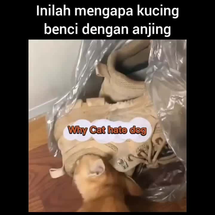 Cover for Anjing banget memang Credit unknown (Dm for creditremoval) #kucing #kucinglucu #kucinglovers #videokucing #kucingmanja #kucingku #kucingindonesia #kucingkampung #kucingcomel #