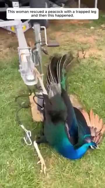Cover for This woman rescued a peacock with a trapped leg, and then this happened