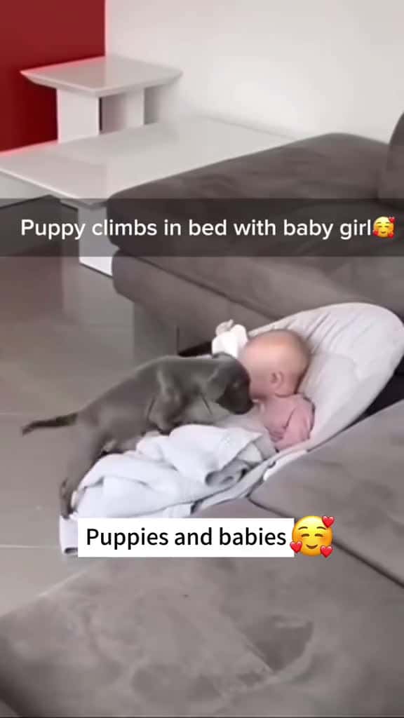 Cover for The love of puppies and babies dog puppy baby pet Love cute bestfriend dogsoftiktok foryou 00942 #trend