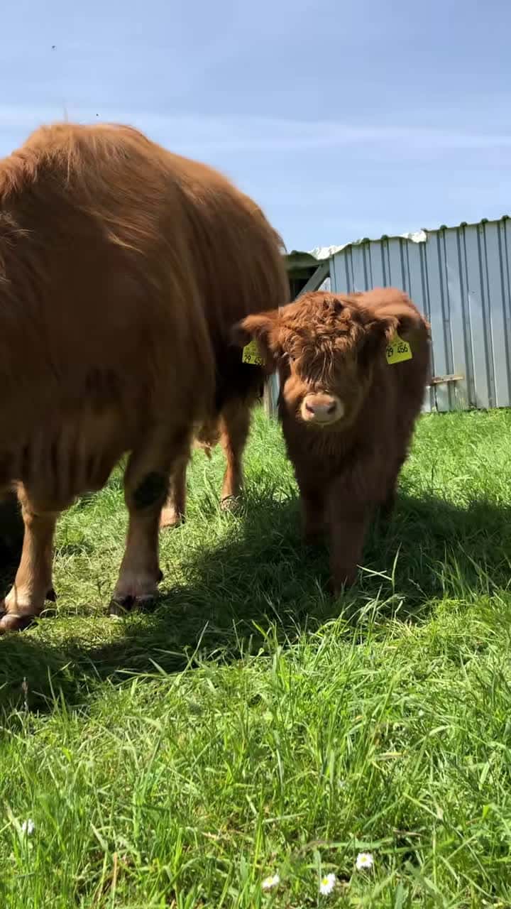 Cover for #highlands #cow #calf #cattle #adorable #baby #minicow #love #family ...