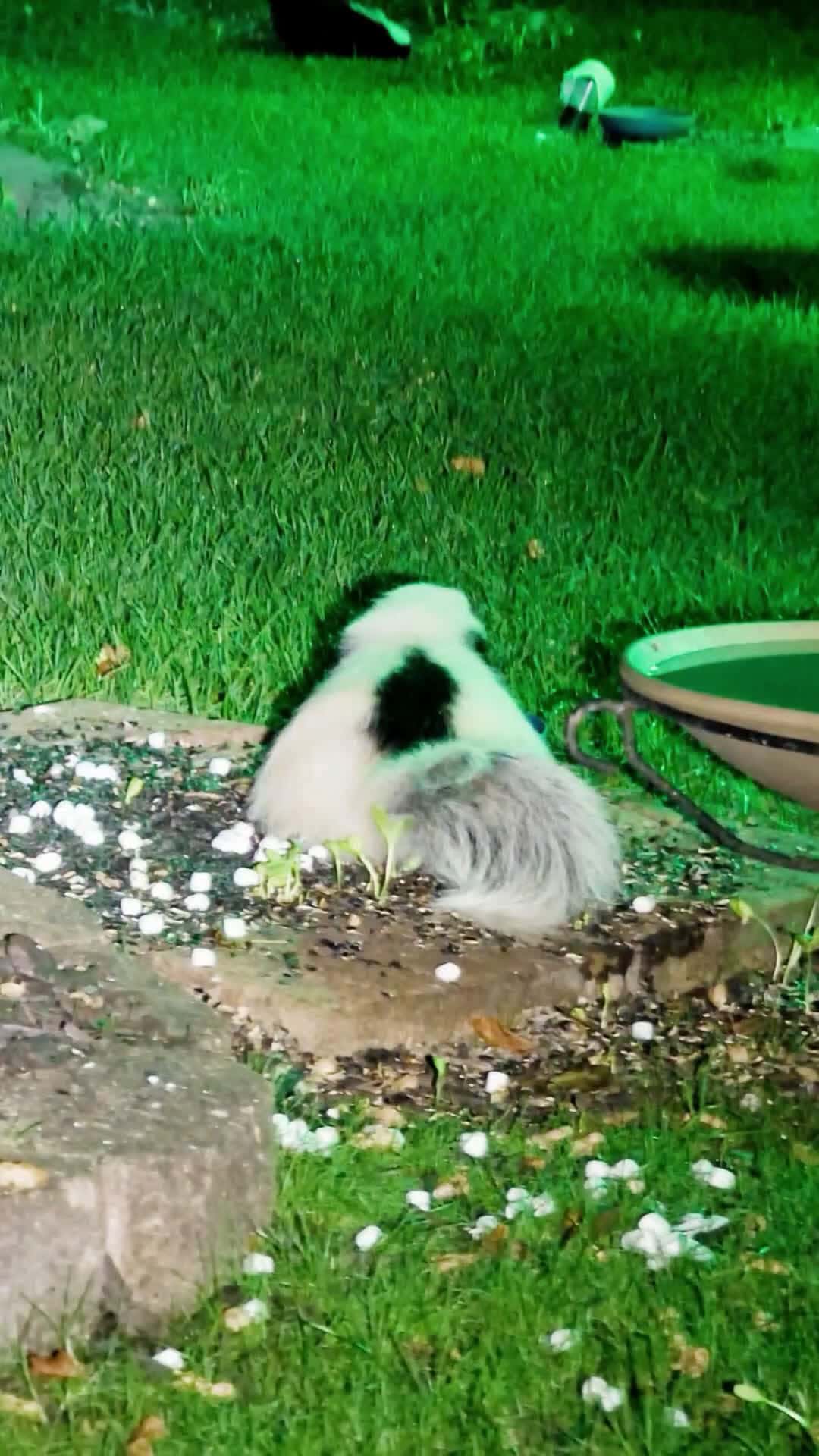 Cover for Is that a Yeti? or maybe an Albino Badger? or possibly a Dwarf White & Black Grizzly? Nope it's the Biggest 🦨 Skunk the Boneyards Every Seen. #MichiganWildlife #Skunk #Wildlife #Nature #UglysBoneyard 🦴❤️❤️❤️❤️❤️