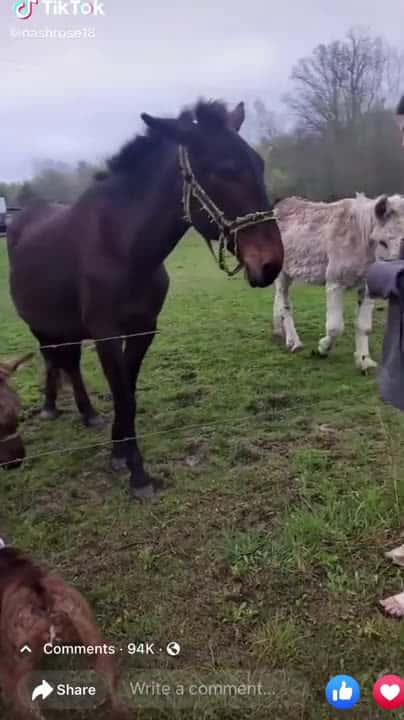 Cover for Dog Shocks Itself On Fence, Donkey Laughs About It #caughtoncamera #fyp #viral