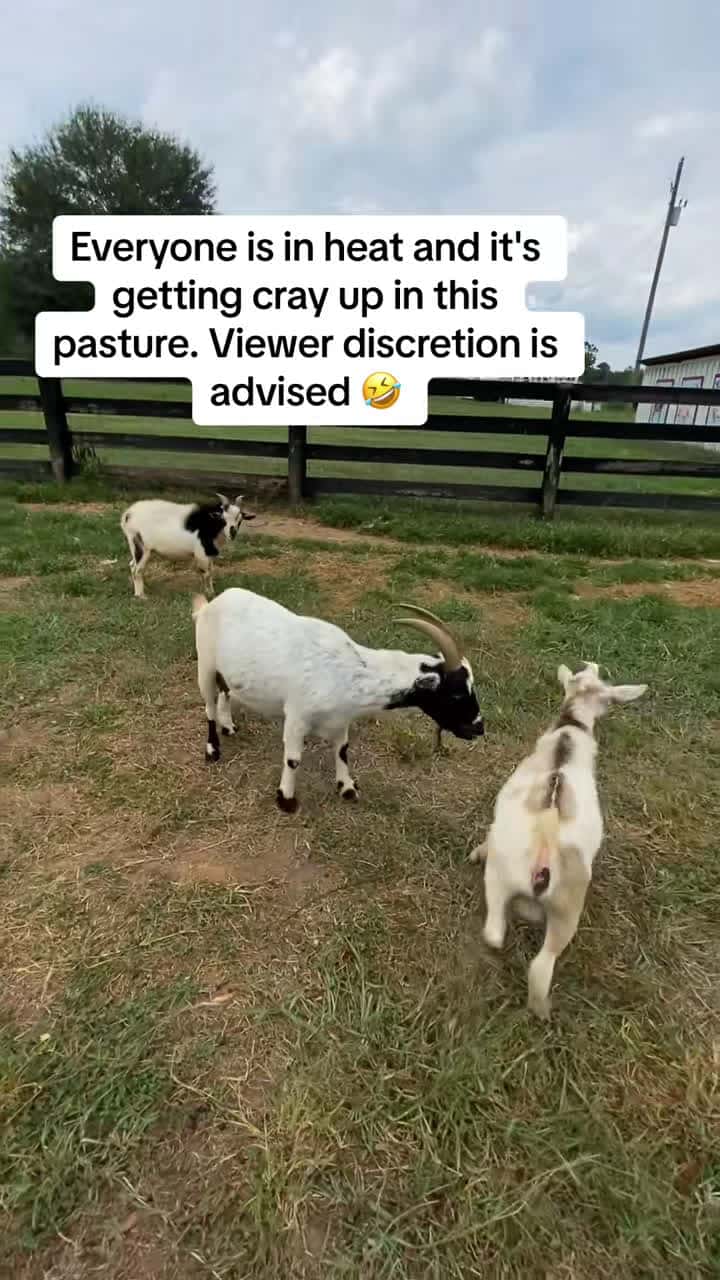 Cover for #goats #farmlife #fyp #funnyanimals