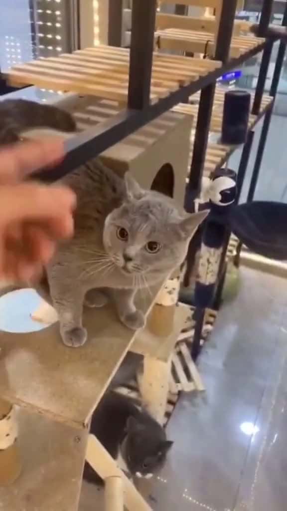Cover for Can someone translate itcatsoftiktok catlover funnycat 81733 #nicevideo