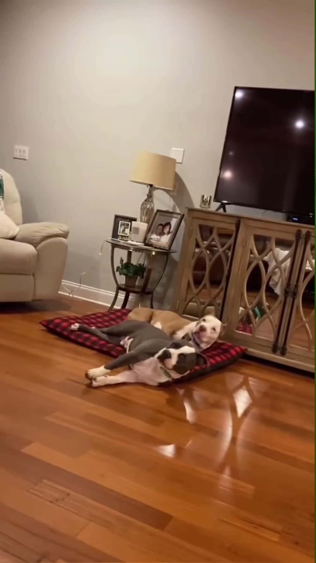 Cover for Dogs in bad weather #dog#funny#funnyanimals#funnypets#animals#dogsoft... (2)