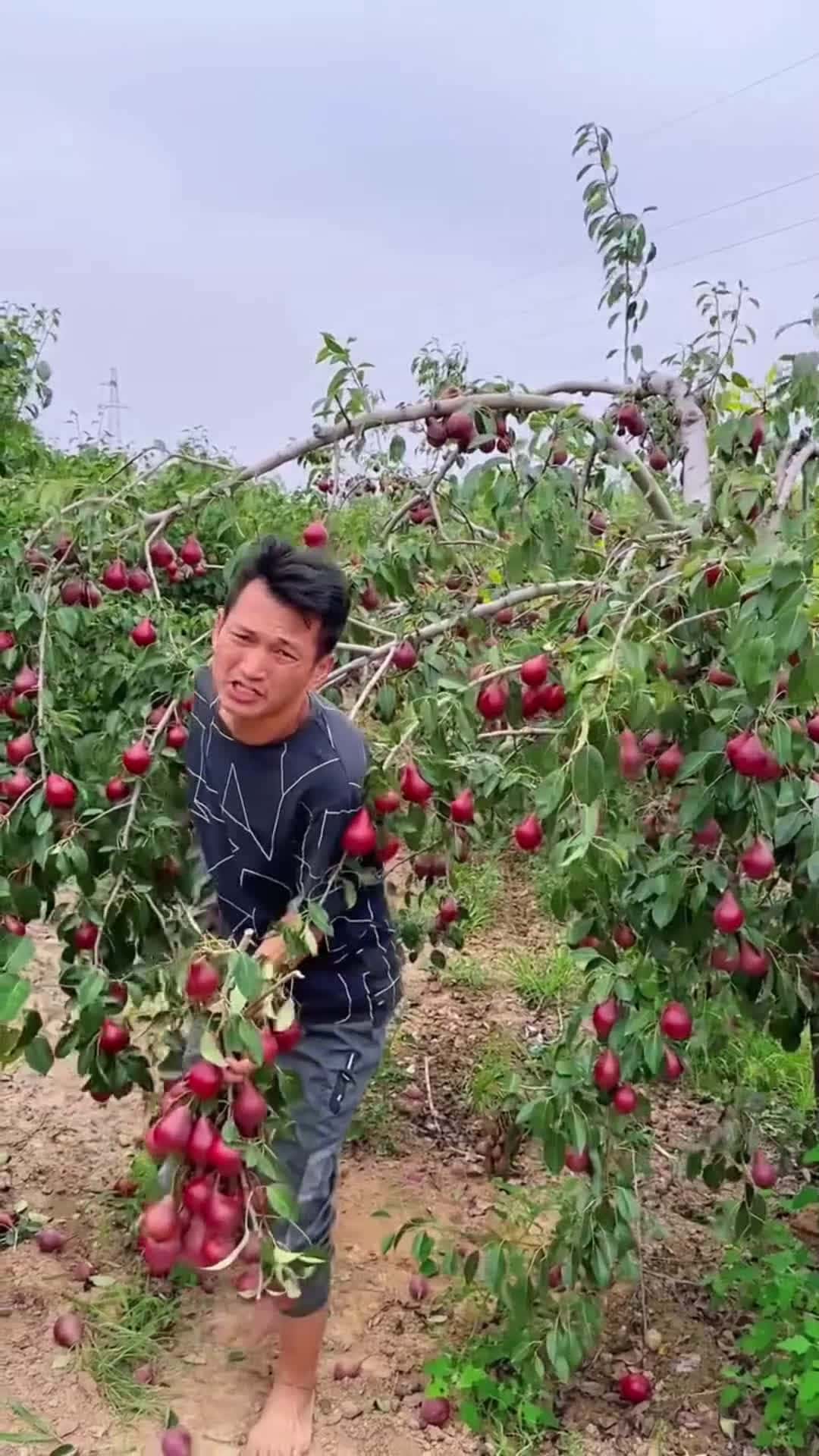 Cover for Fruit