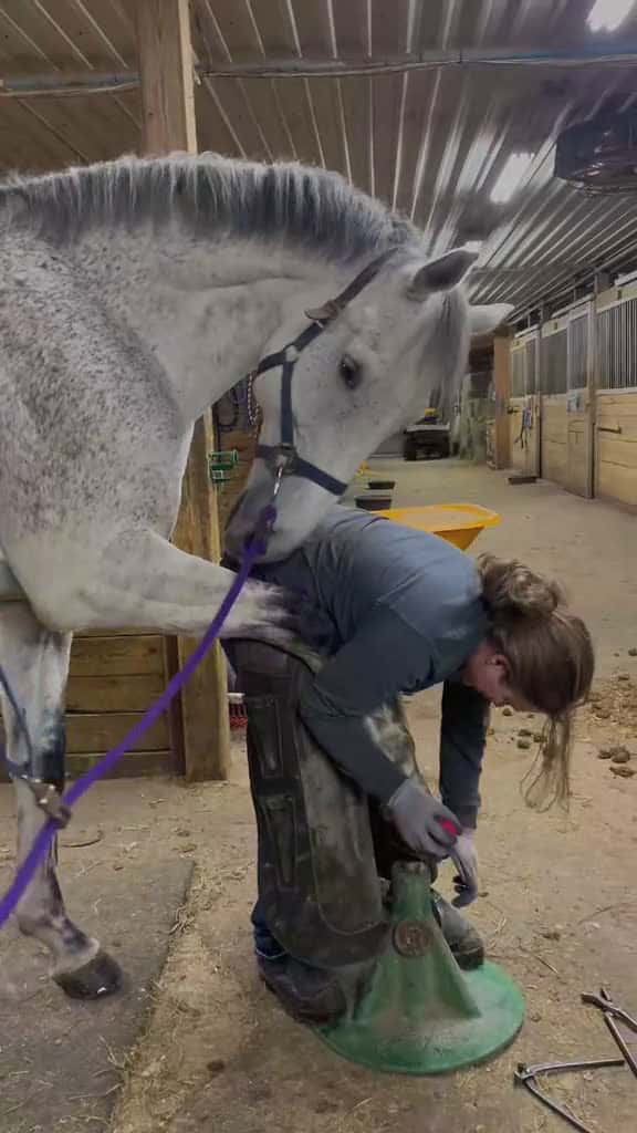 Cover for Relax viral fyp hoof viralvideo ASMR farrier farrier horse farrierlife farriersoftiktok ho 15886 #us