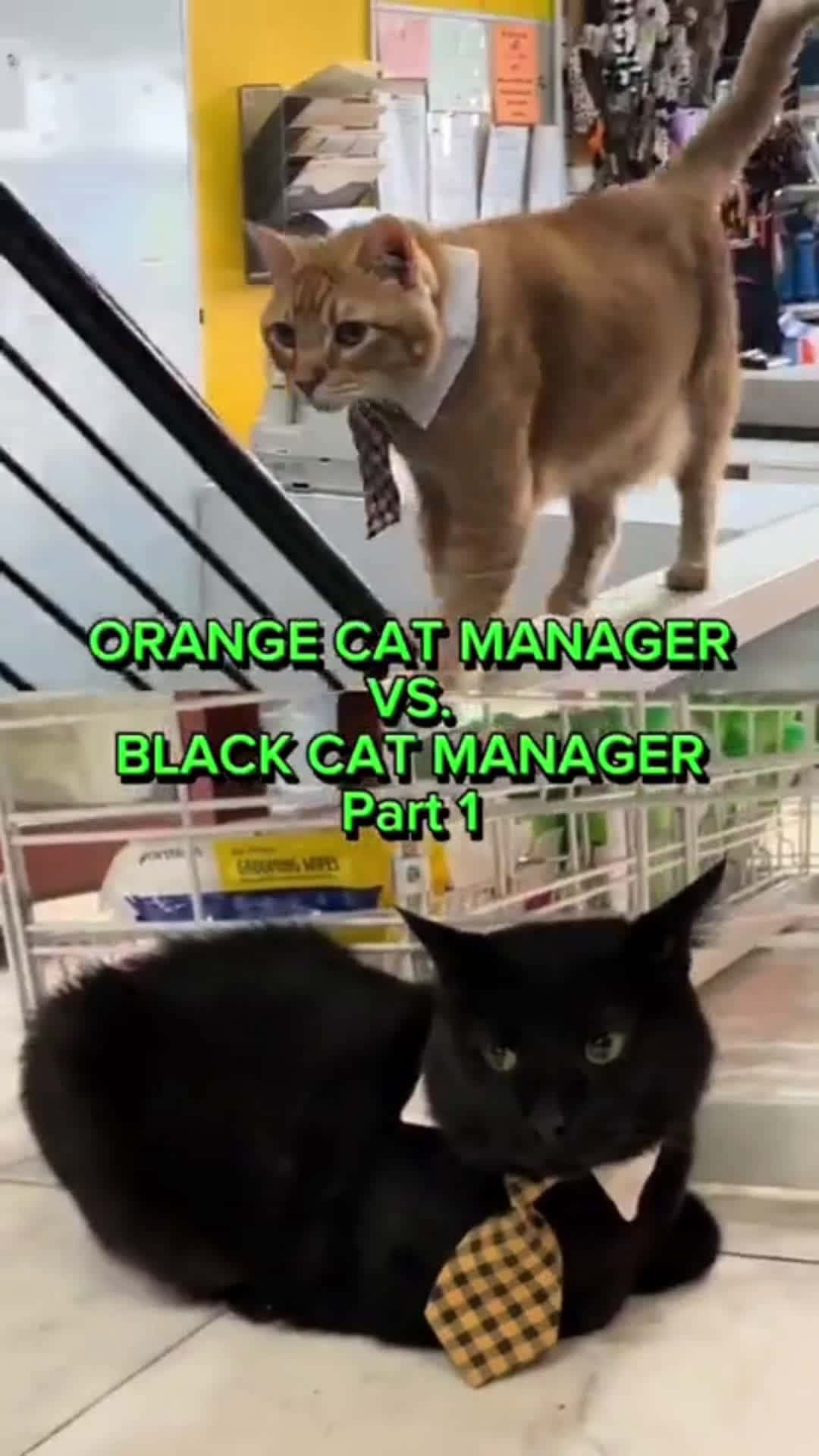 Cover for 🤣😂#funnyvideos #crazy #catsoftiktok 