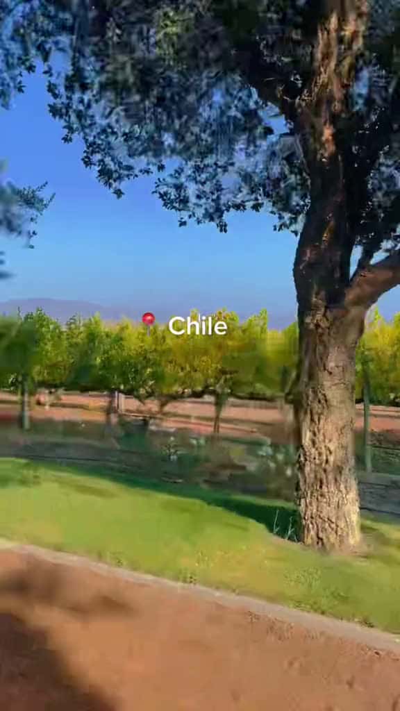 Cover for Love this country chile southamerica travel traveltiktok Hiking vineyard mountains 10187 #trendingscoopz
