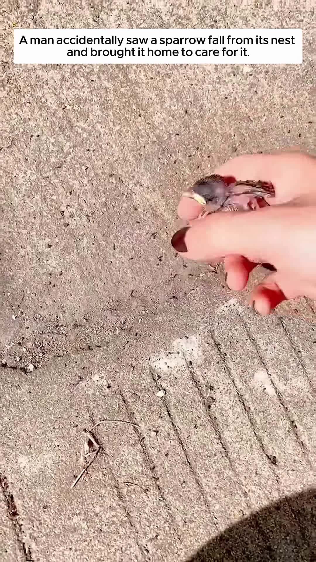 Cover for A man accidentally saw a sparrow fall from its nest and brought it home to care for it