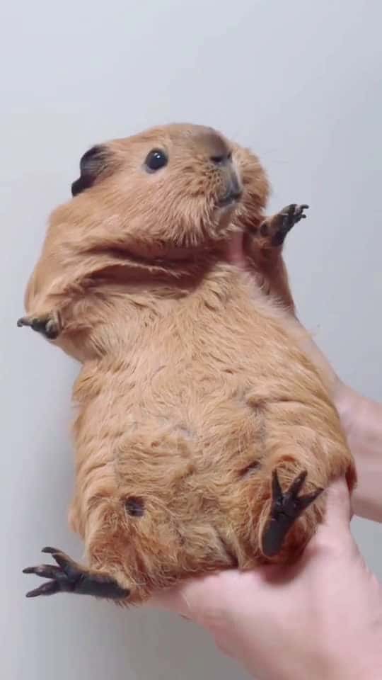 Cover for So cute guineapig pet cute cutepet petlover fyp funny 91307 #shortvideosscoopz