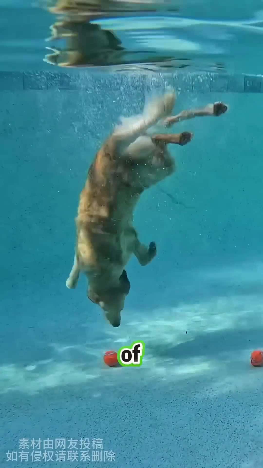 Cover for This Dog doesn’t just swim,He Dives👏👏👏 #scoopzanimalvideo 