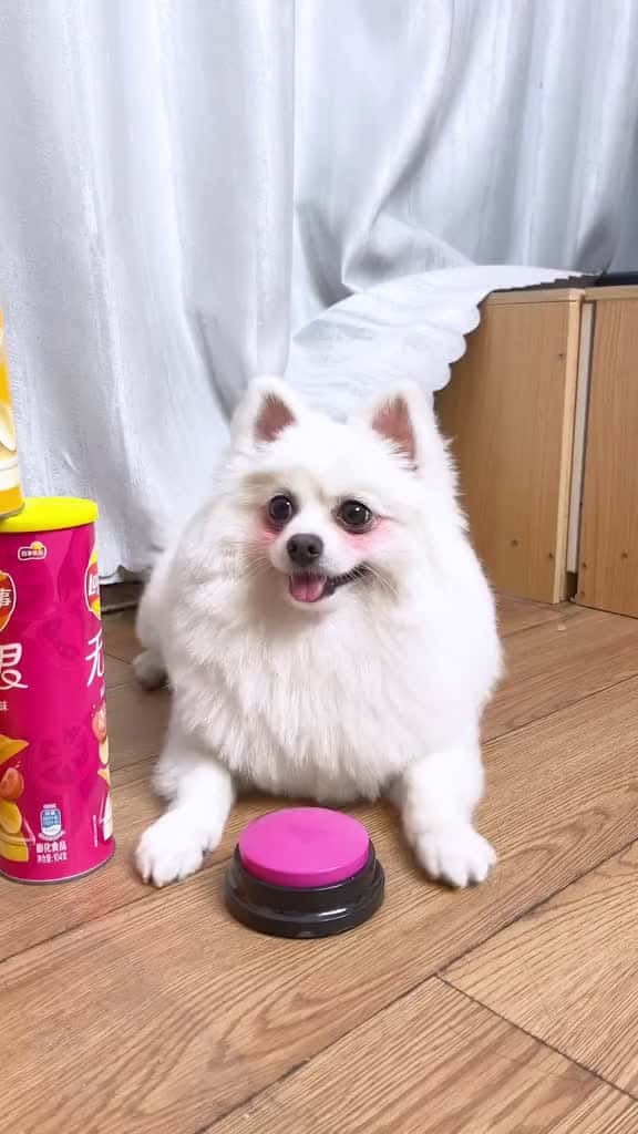 Cover for Nico Gold medal It can only be my mothersfyp nico smartnico dogsoftiktok funny 86792 #trend