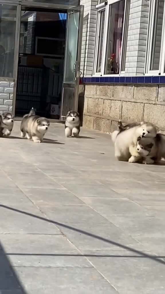 Cover for nh ton trai p  dog cutedog dogsoftiktok fyp xuhuong trend videoviral funnyvideos 57678 #followMe