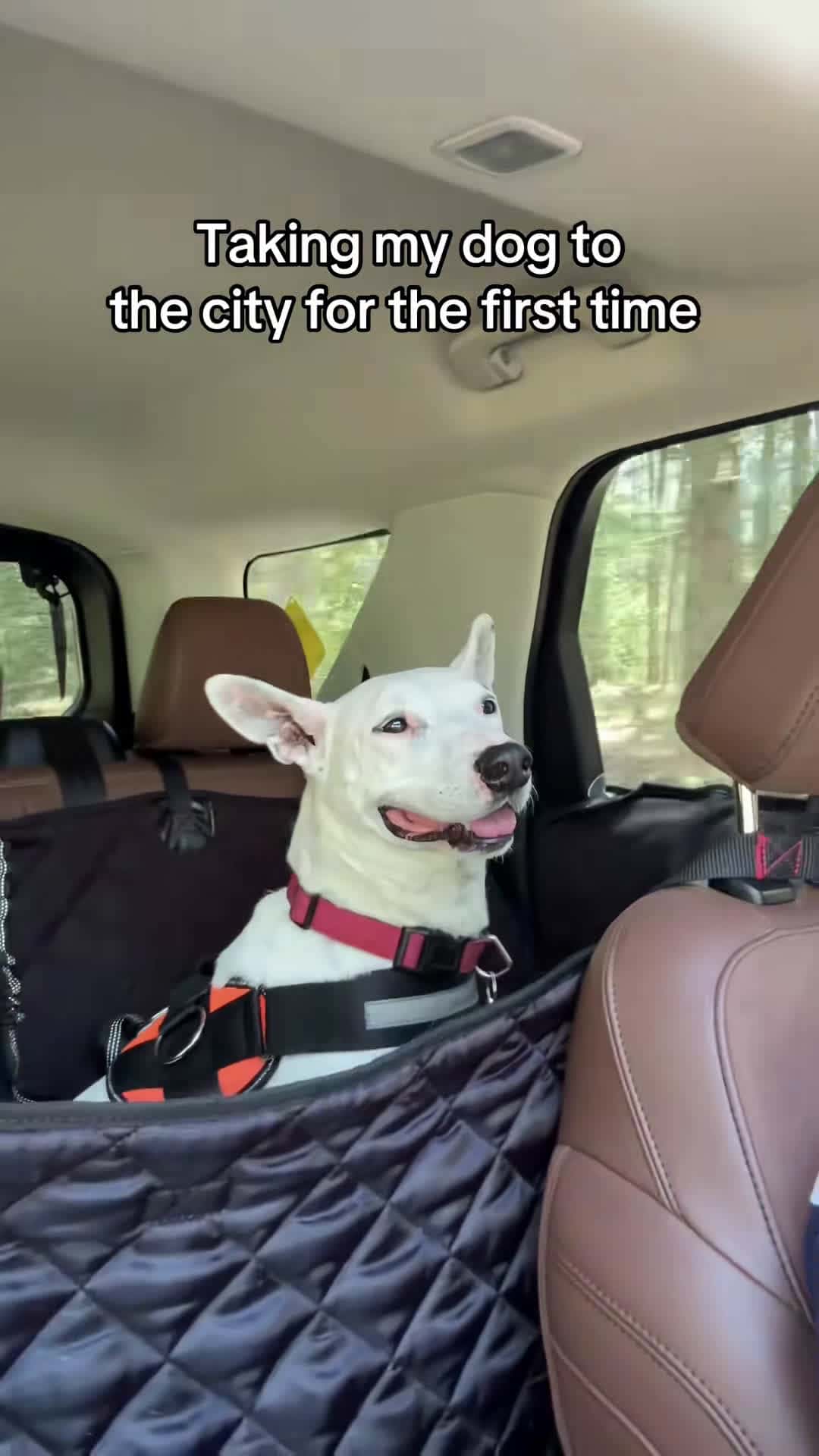 Cover for Biscuit’s new home #city #maine #meme #dogs #park #funny 