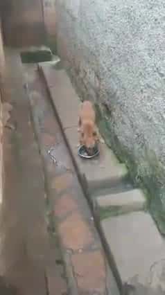 Cover for The joy and the calmness he gets when eating his food you might think that he is not stubborn please help and you donate to us #giveandsupport#trustus#strayanimalswe need food