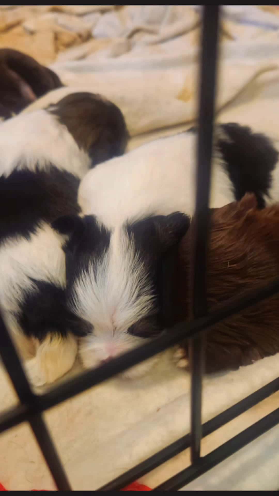 Cover for Two Weeks Old  #shihtzu 