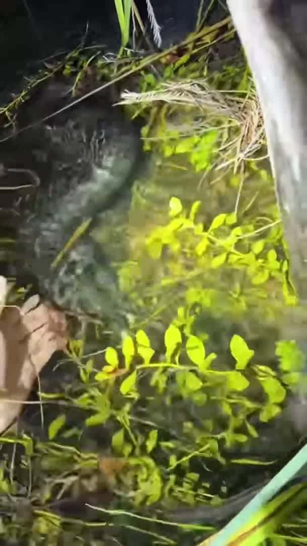 Cover for ￼ That 20 foot python is scared! #snake#wildlife