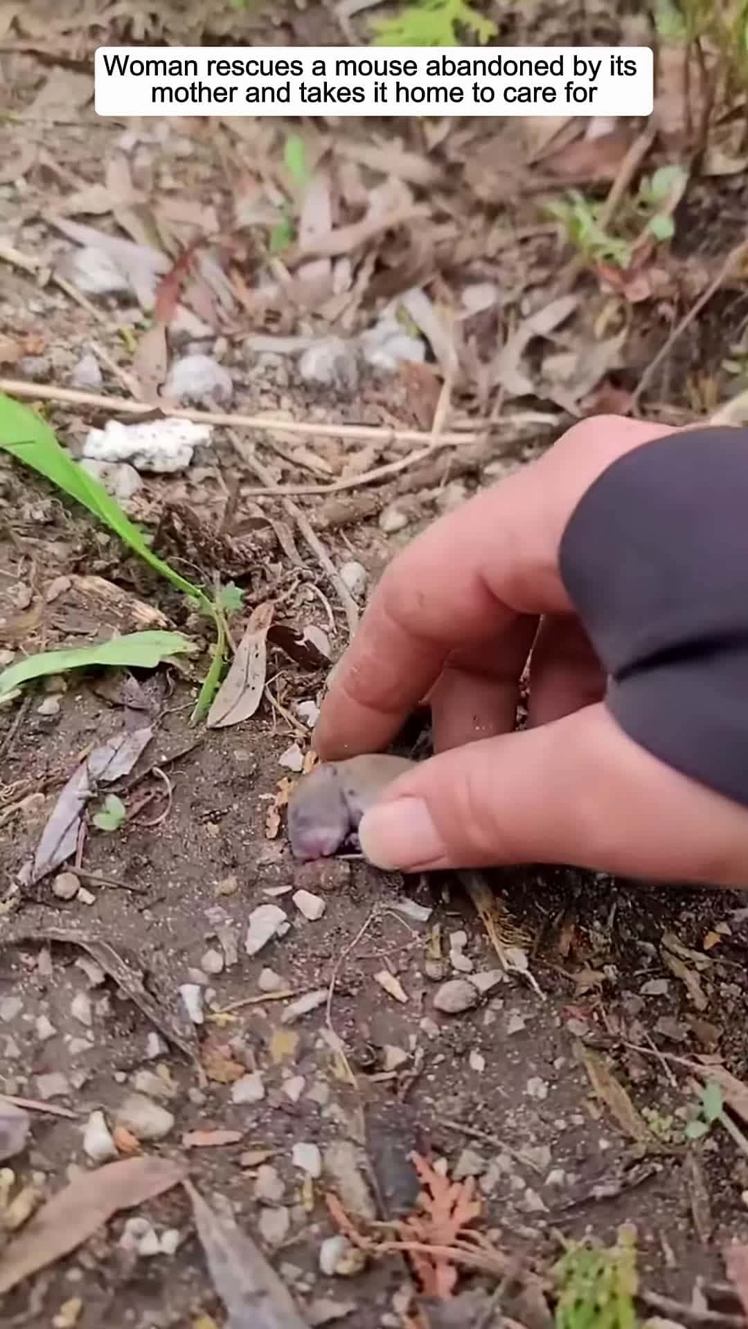 Cover for Woman rescues a mouse abandoned by its mother and takes it home to care for animalshorts