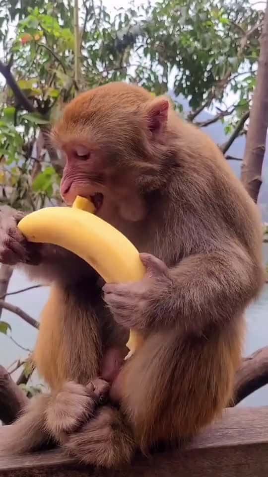 Cover for #monkey #banana