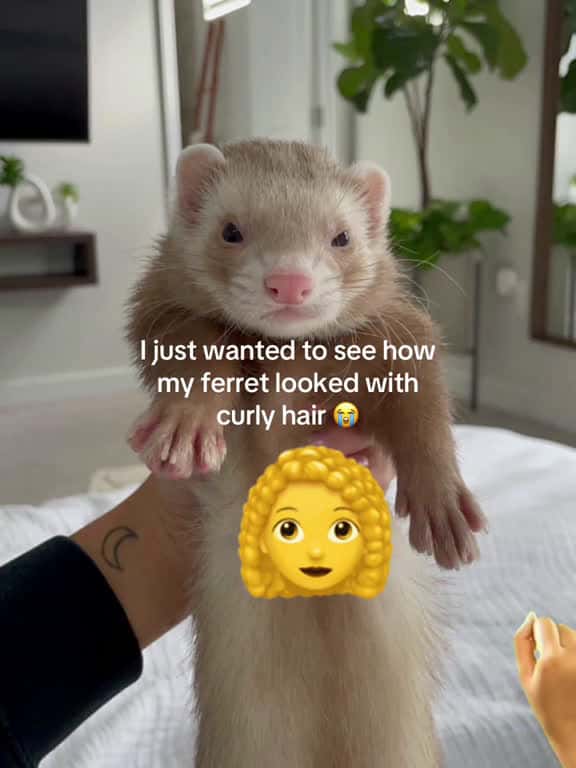 Cover for Not it turning him into a Guinea pig  ferret ferrettok cuteanimals huron pets hyu 38495 #trend