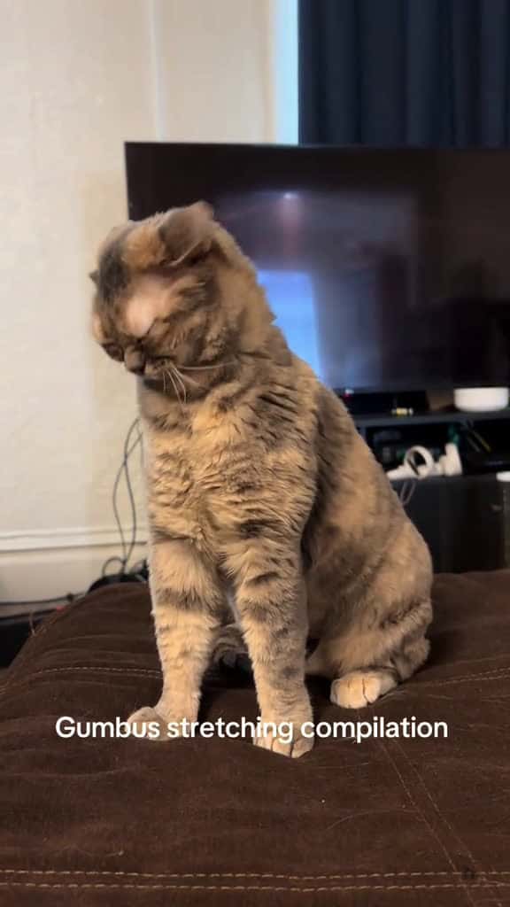 Cover for Very cool!  #fyp #foryoupage #Gumbus #rescuekitten #catsoftiktok #kittensoftiktok #rescuecat  created by Gumbus with Gregory Alan Isakov’s Second Chances