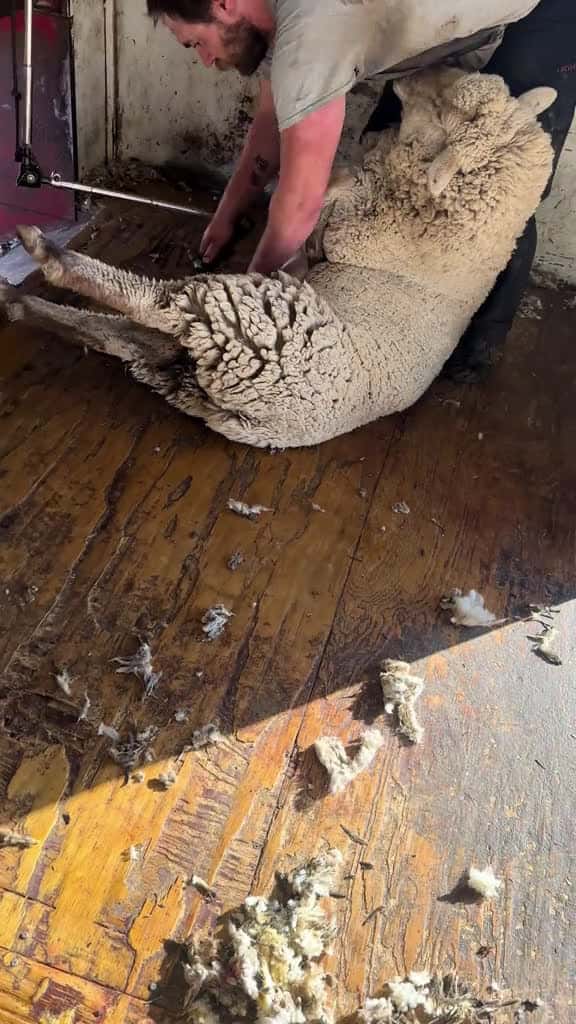 Cover for Chris wants that wool off of them What a perfect job on a big ewe. He makes it look like a 66271 #shortvideosscoopz