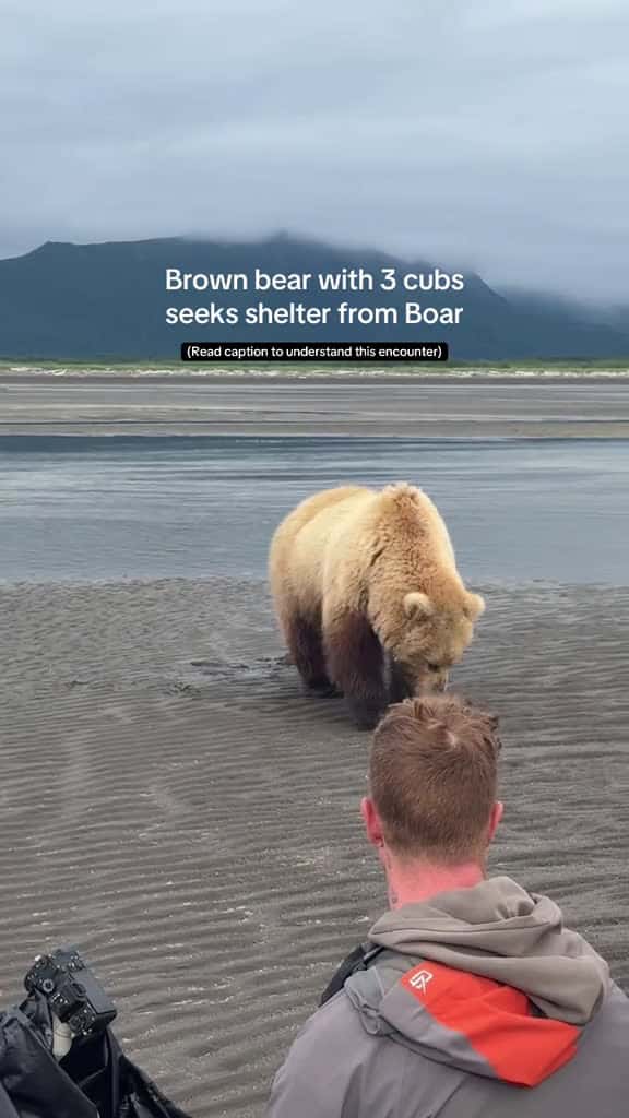 Cover for Alaskan Brown bear brings her cubs over to us after being chased by a big boar on the coas 52909 #american