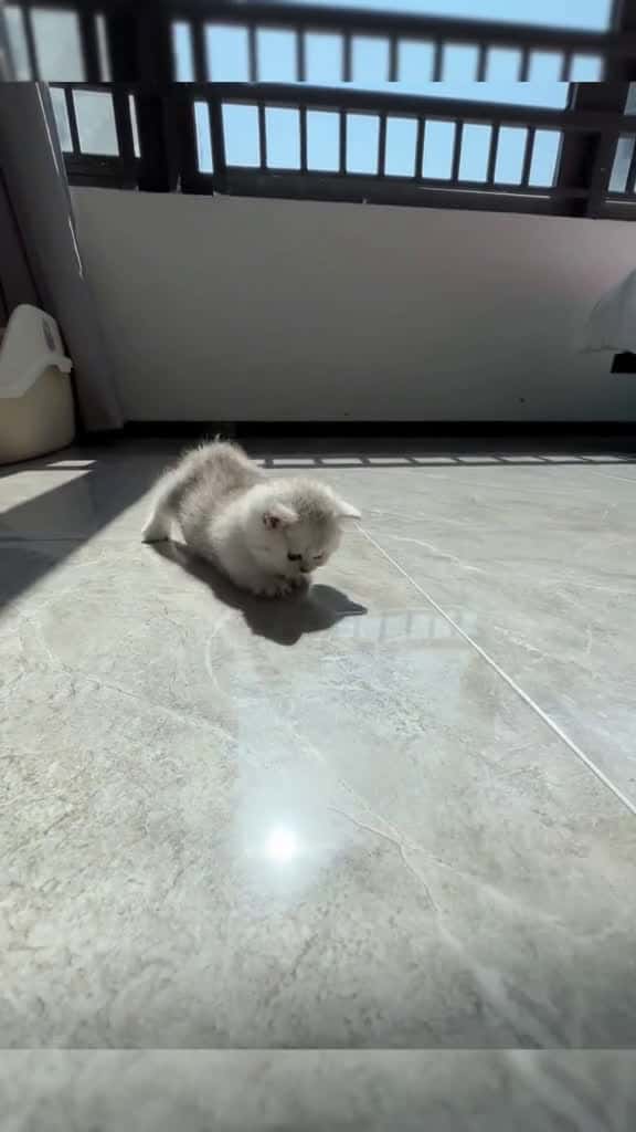 Cover for catching shadow....pets kittylover cats petlover kitten 87851 #shortvideos